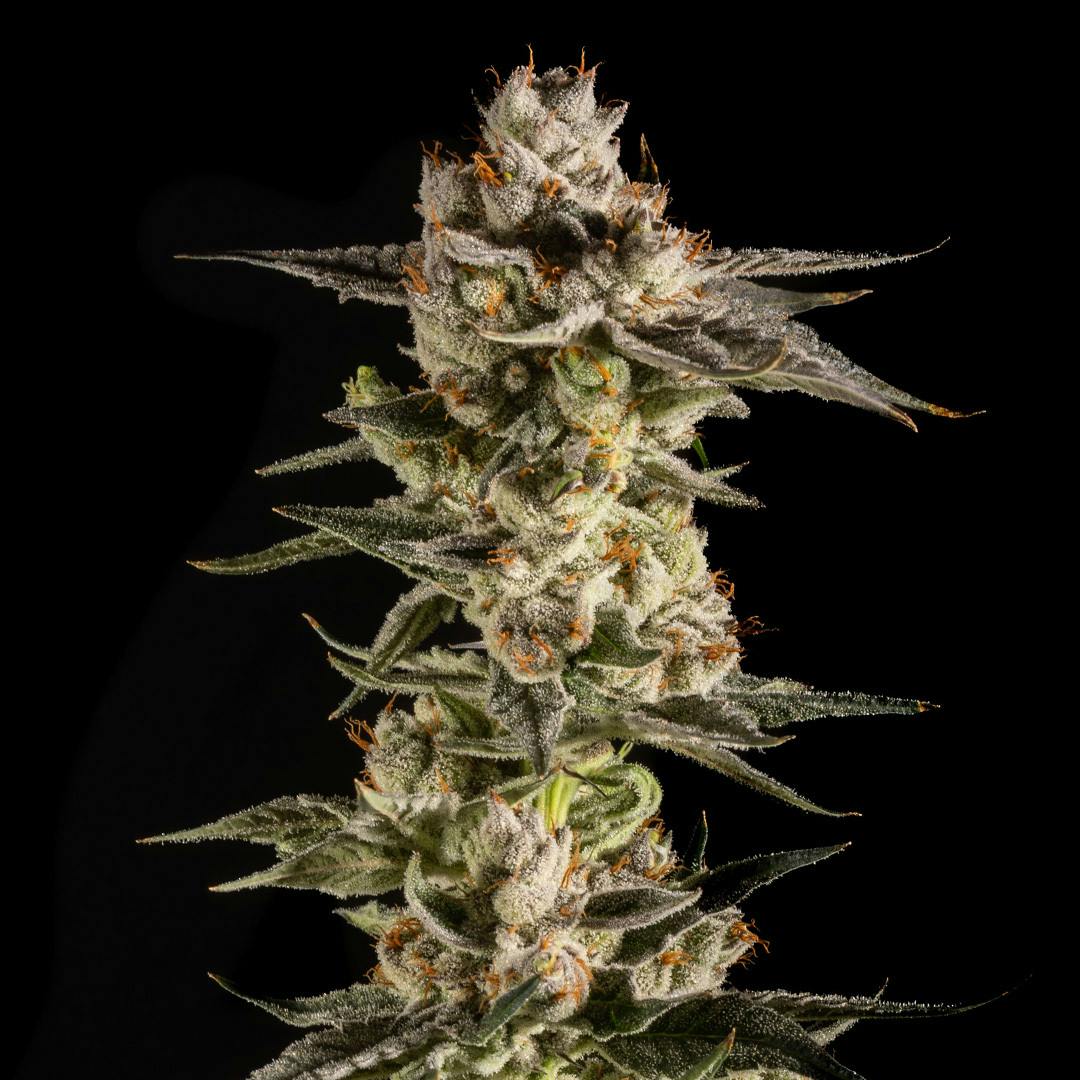 14er Extractions - 14er | Lemon Face | 7g Flower - 1