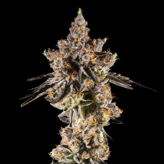 14er Extractions - 14er | Rainbow Sherbert #11 | 7g Flower - 1