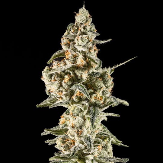 14er Extractions - 14er | Lemon Lollipops | 7g Flower - 1