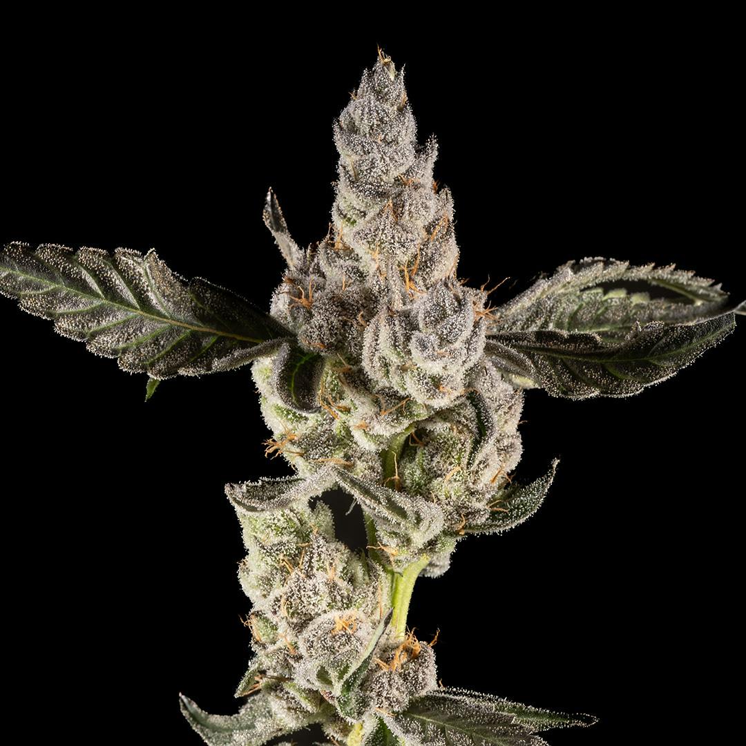 14er Extractions - 14er | Pancakes | 7g Flower - 1