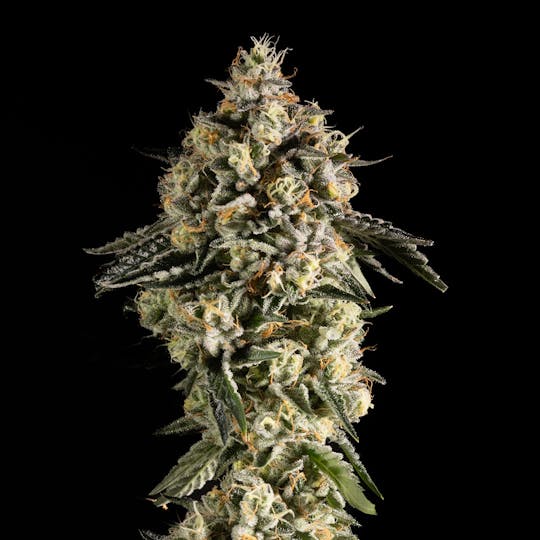 14er Extractions - 14er | Pupcake | 14g Flower - 1