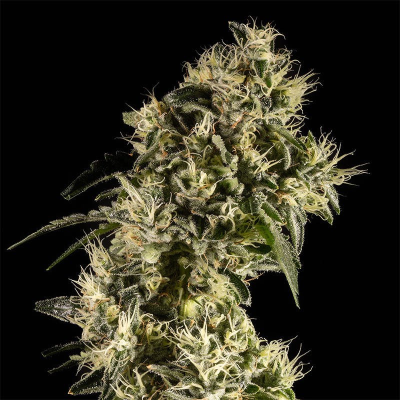 14er Extractions - 14er | Honeymoon Haze | Flower - 1