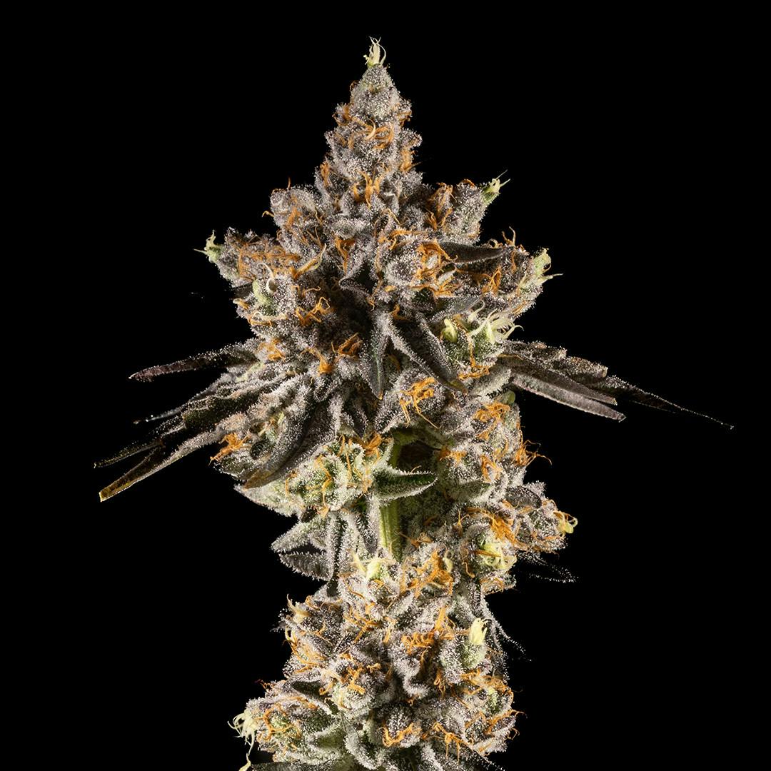 14er Extractions - 14er | Rainbow Sherbert #11 | Flower - 1