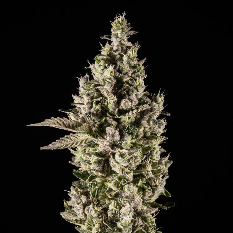 14er Extractions - 14er | Lazer Jet | 3.5g Flower - 1