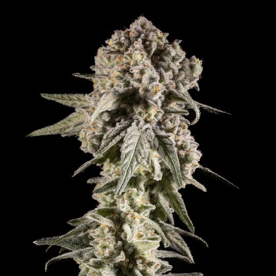 14er Extractions - 14er | Mac Daddy | Flower - 1