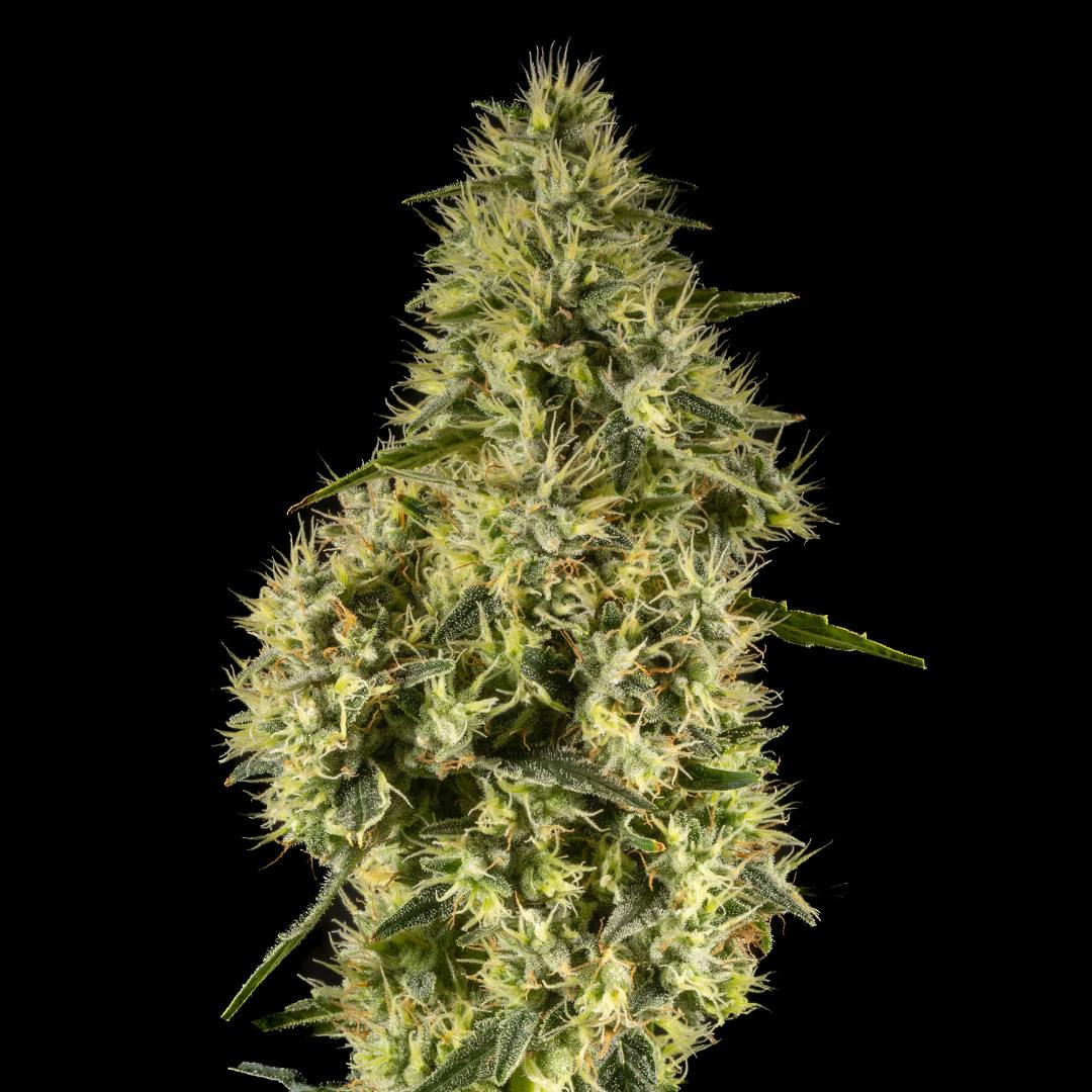 14er Extractions - 14er | Mellow Mood | Flower - 1