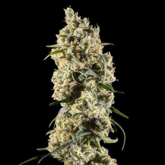 14er Extractions - 14er | Jack Herer | 7g Flower - 1