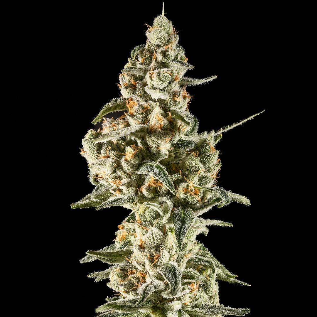 14er Extractions - 14er | Lemon Lollipops | 28g Flower - 1