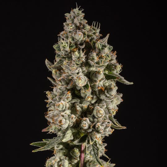 14er Extractions - 14er | Super Zoldier Serum | Flower - 1