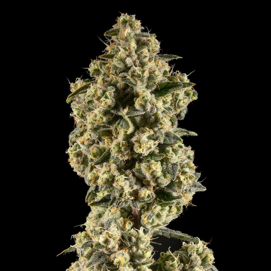 14er Extractions - 14er | Strawberry Blondie | 7g Flower - 1