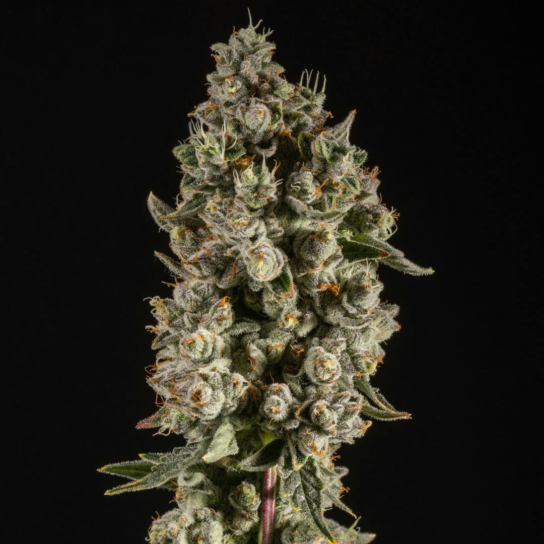 14er Extractions - 14er | Super Zoldier Serum | 7g Flower - 1