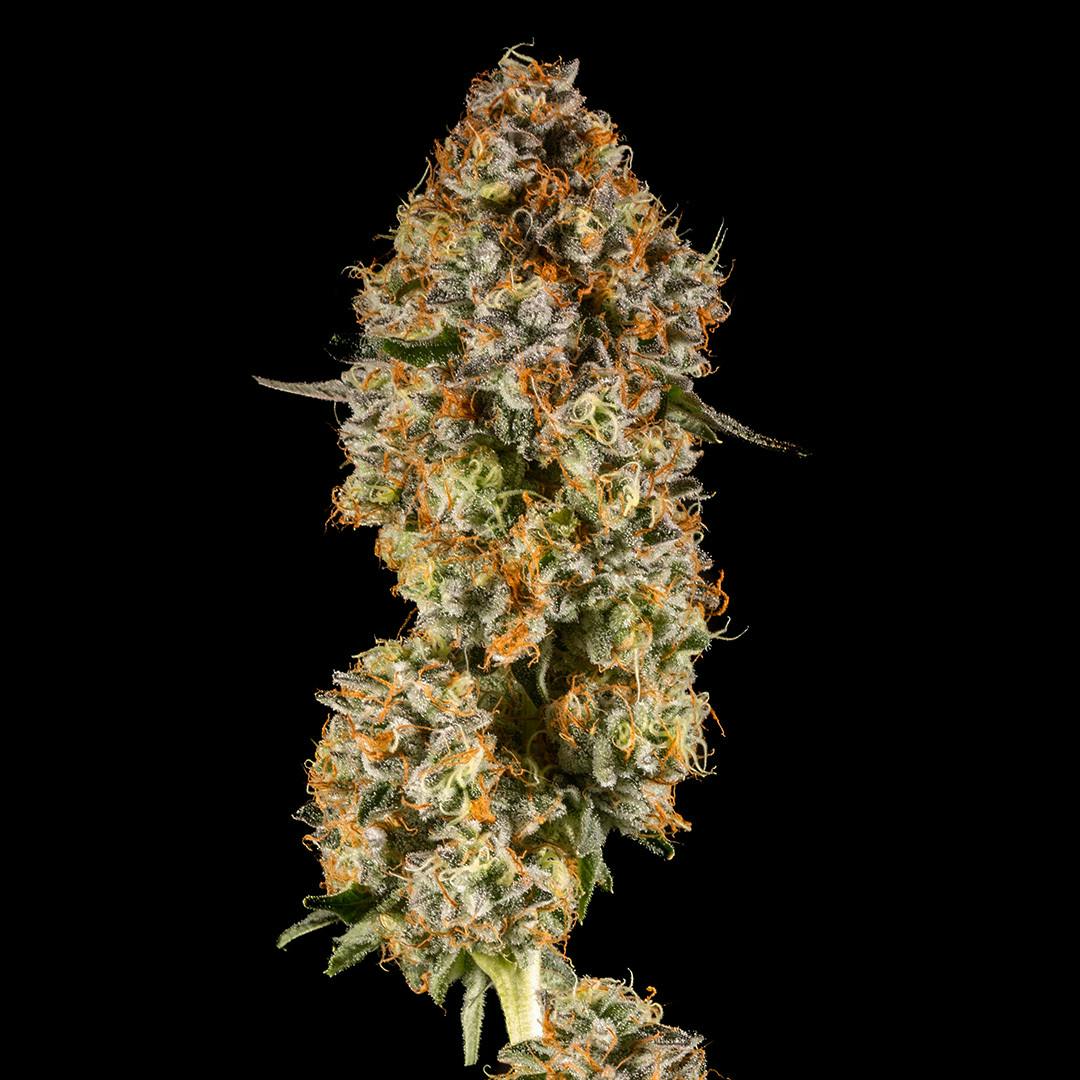 14er Extractions - 14er | Swampwater Fumez | 3.5g Flower - 1