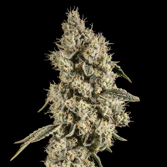 14er Extractions - 14er | Sour Chem | 3.5g Flower - 1