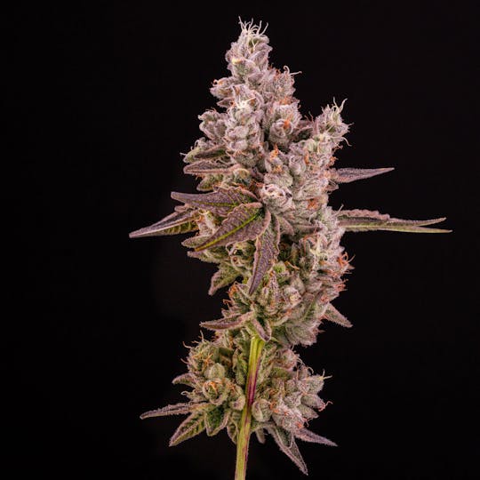 14er Extractions - 14er | Wedding Cake | Flower - 1