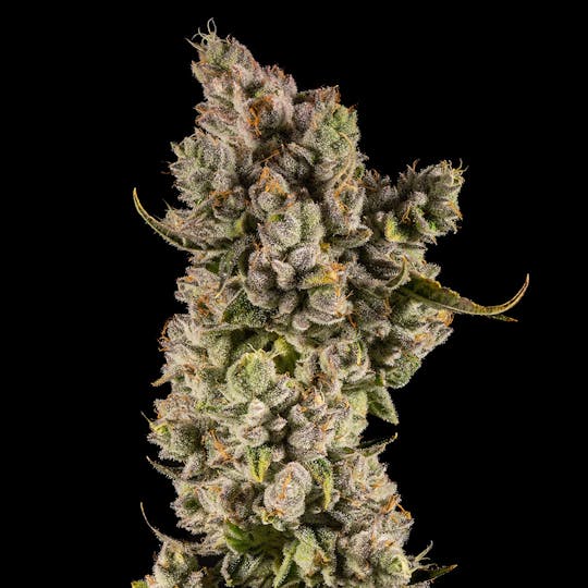 14er Extractions - 14er | Sugarloaf Kush | 3.5g Flower - 1