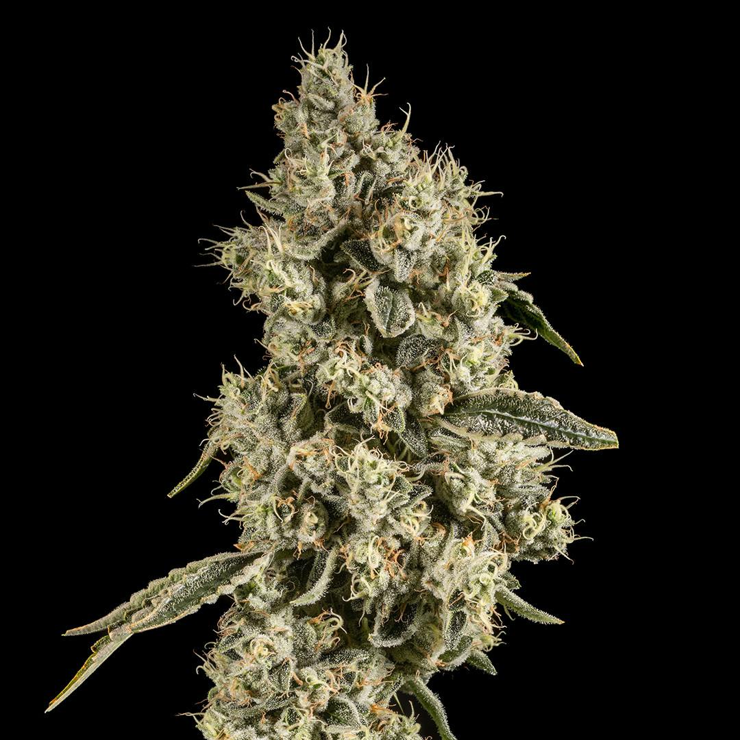 14er Extractions - 14er | Sour Chem | 7g Flower - 1