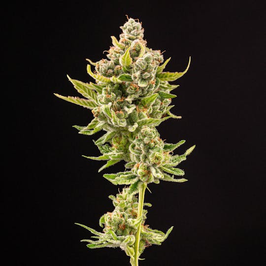 14er Extractions - 14er | T.R.U.T.H. | Flower - 1