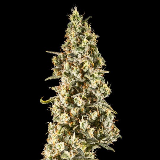 14er Extractions - 14er | Terpenado Remix | 28g Flower - 1