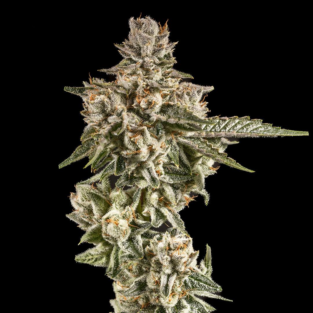 14er Extractions - 14er | Lost Tribe | 14g Flower - 1