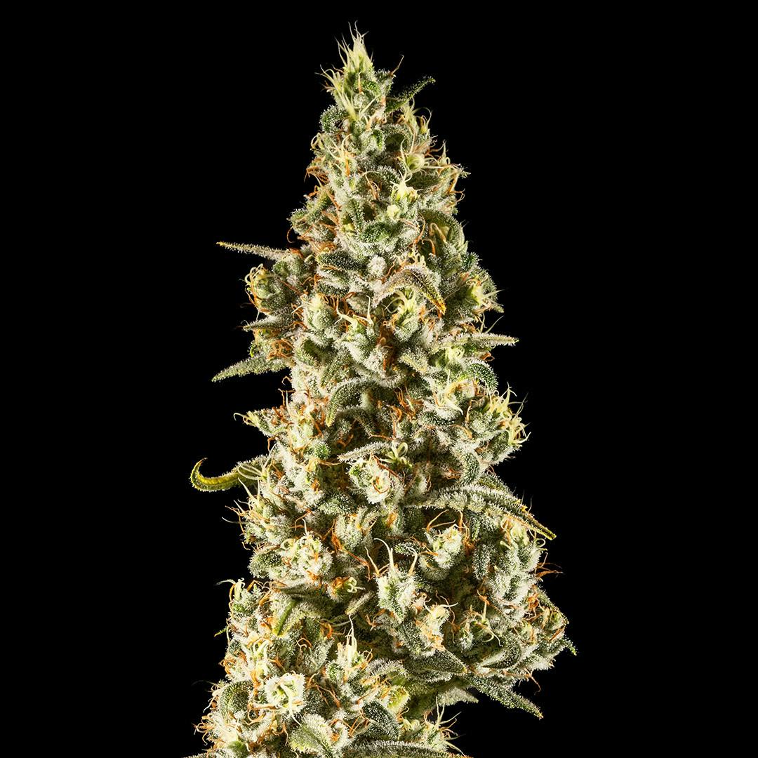 14er Extractions - 14er | Terpenado Remix | 14g Flower - 1