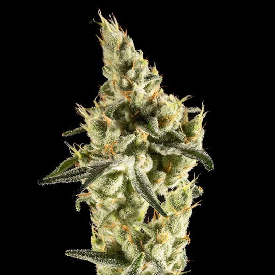 14er Extractions - 14er | Willy's Waffles | Flower - 1