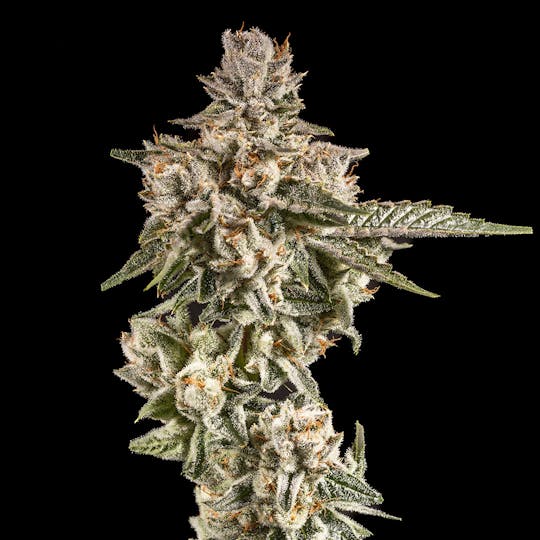 14er Extractions - 14er | Lost Tribe | 7g Flower - 1