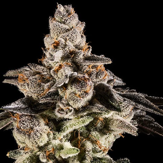 14er Extractions - 14er | Gelonade | 3.5g Flower - 1