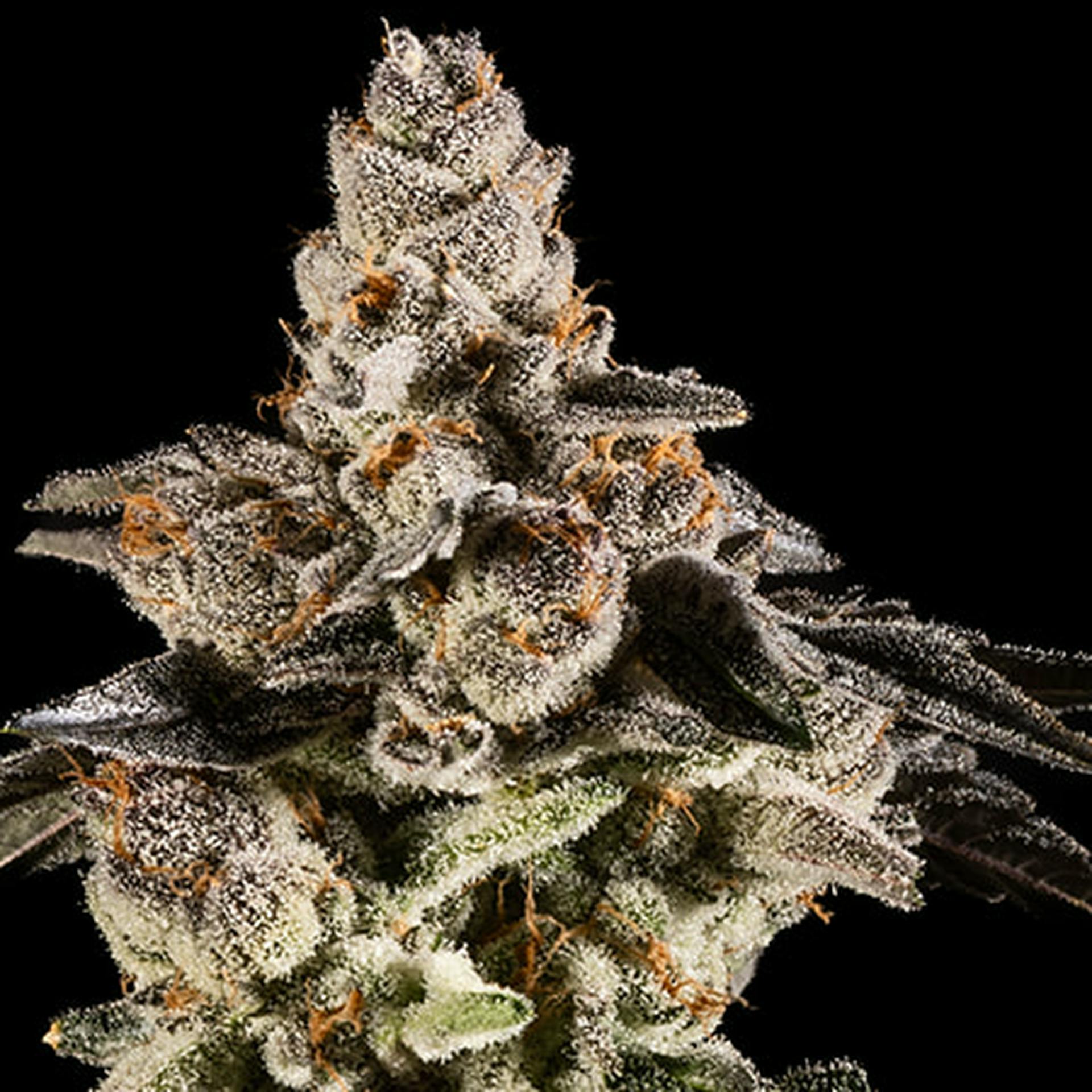 14er Extractions - 14er | Gelonade | 14g Flower - 1