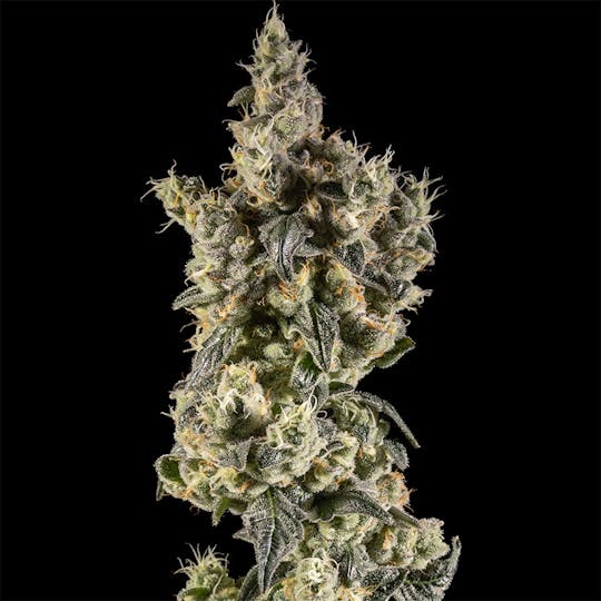 14er Extractions - 14er | Kush Mints | Flower - 1