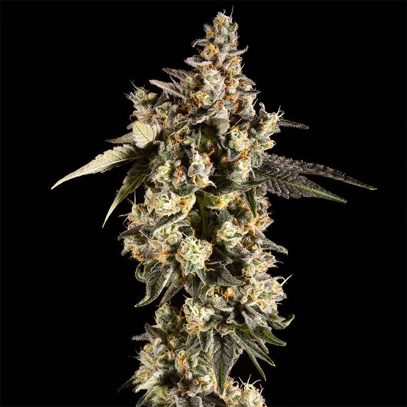 14er Extractions - 14er | Grimace OG | Flower - 1