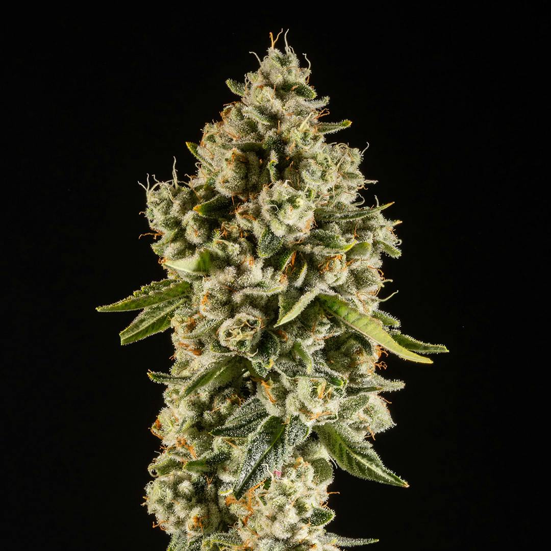 14er Extractions - 14er | Mac &amp; Cheese | 3.5g Flower - 1