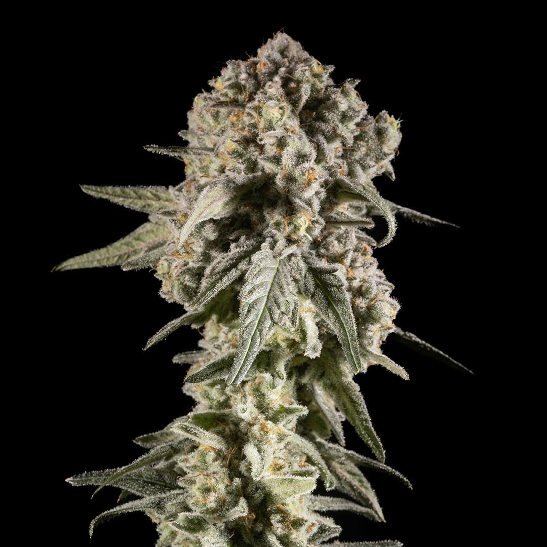 14er Extractions - 14er | Mac Daddy | 14g Flower - 1