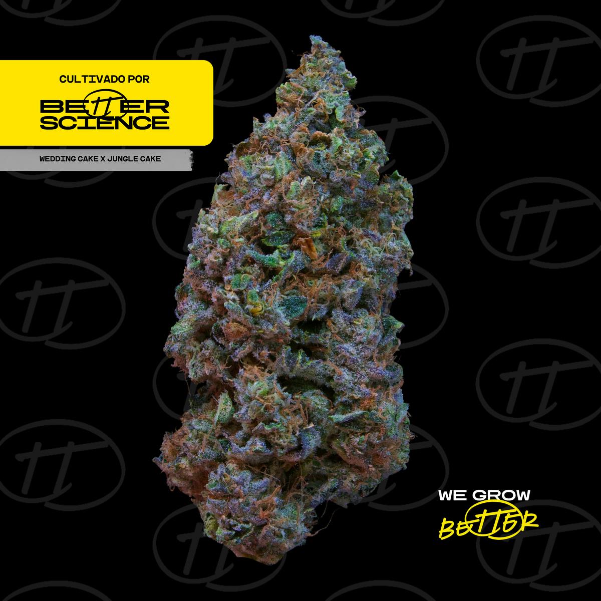 Better Science - BSC - Wedding Cake X Jungle Cake 2 - Flor - 1