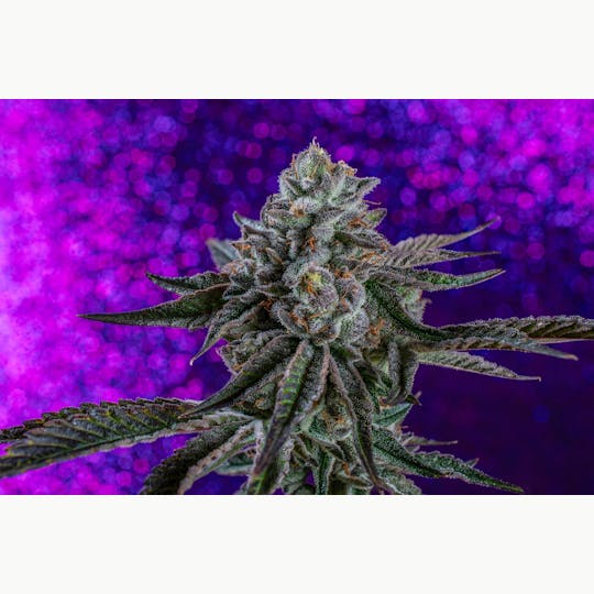 Forest City Cannabis - FCC | Picasso Moon | 14g Flower - 1