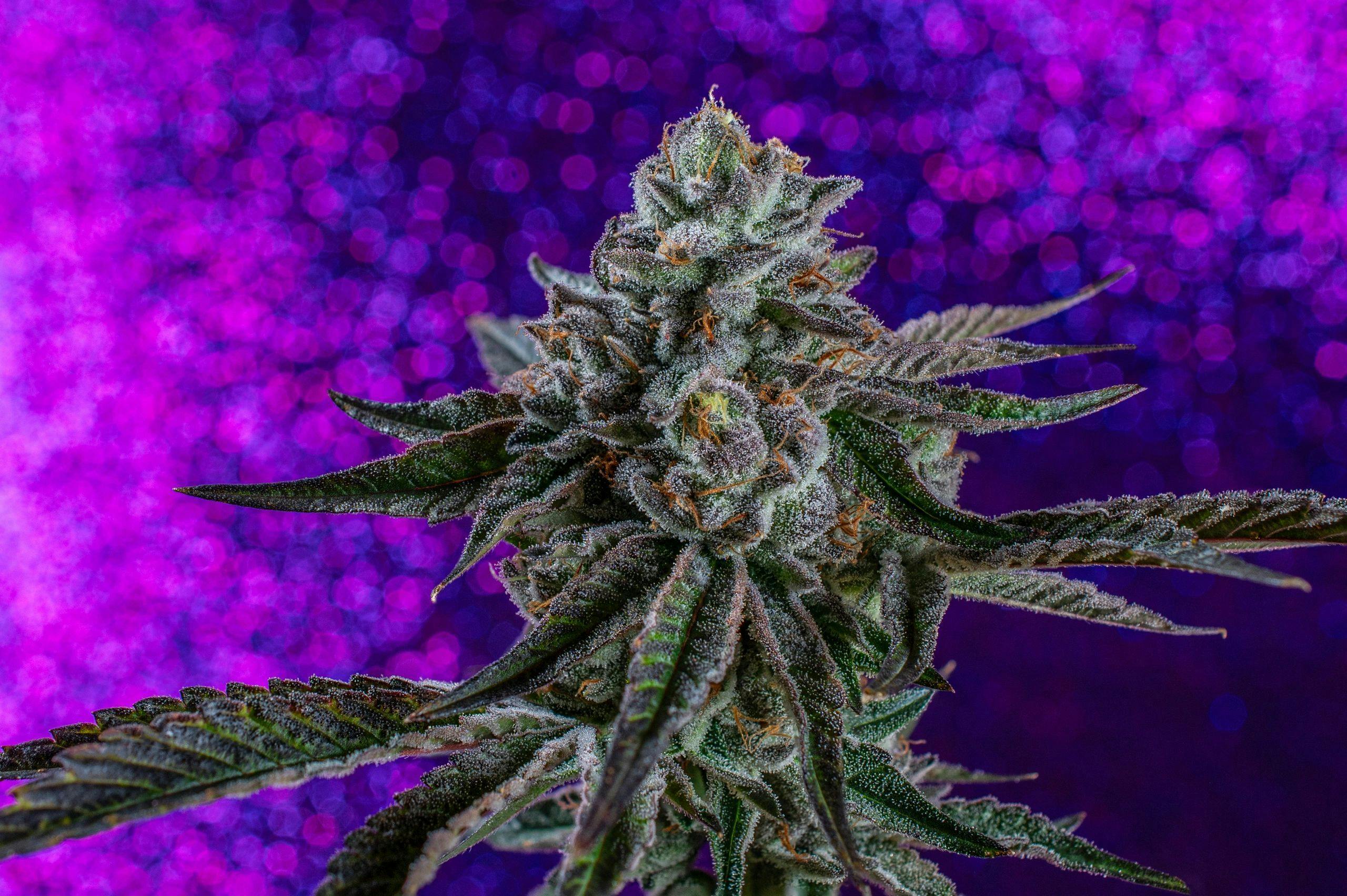 Forest City Cannabis - FCC | Indigo | 14g Flower - 1