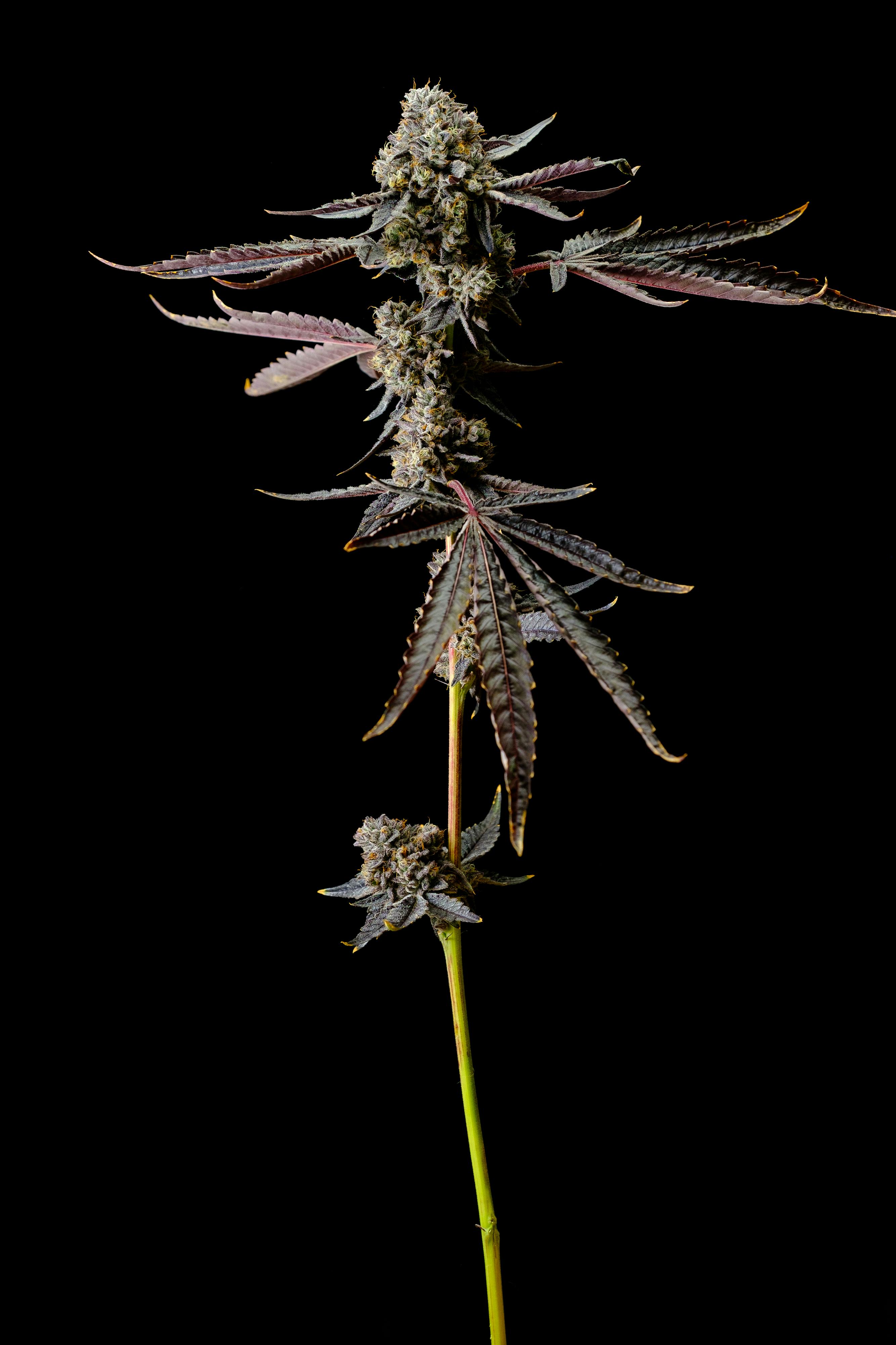 Recreational Habits - Brass Knuckles - 1