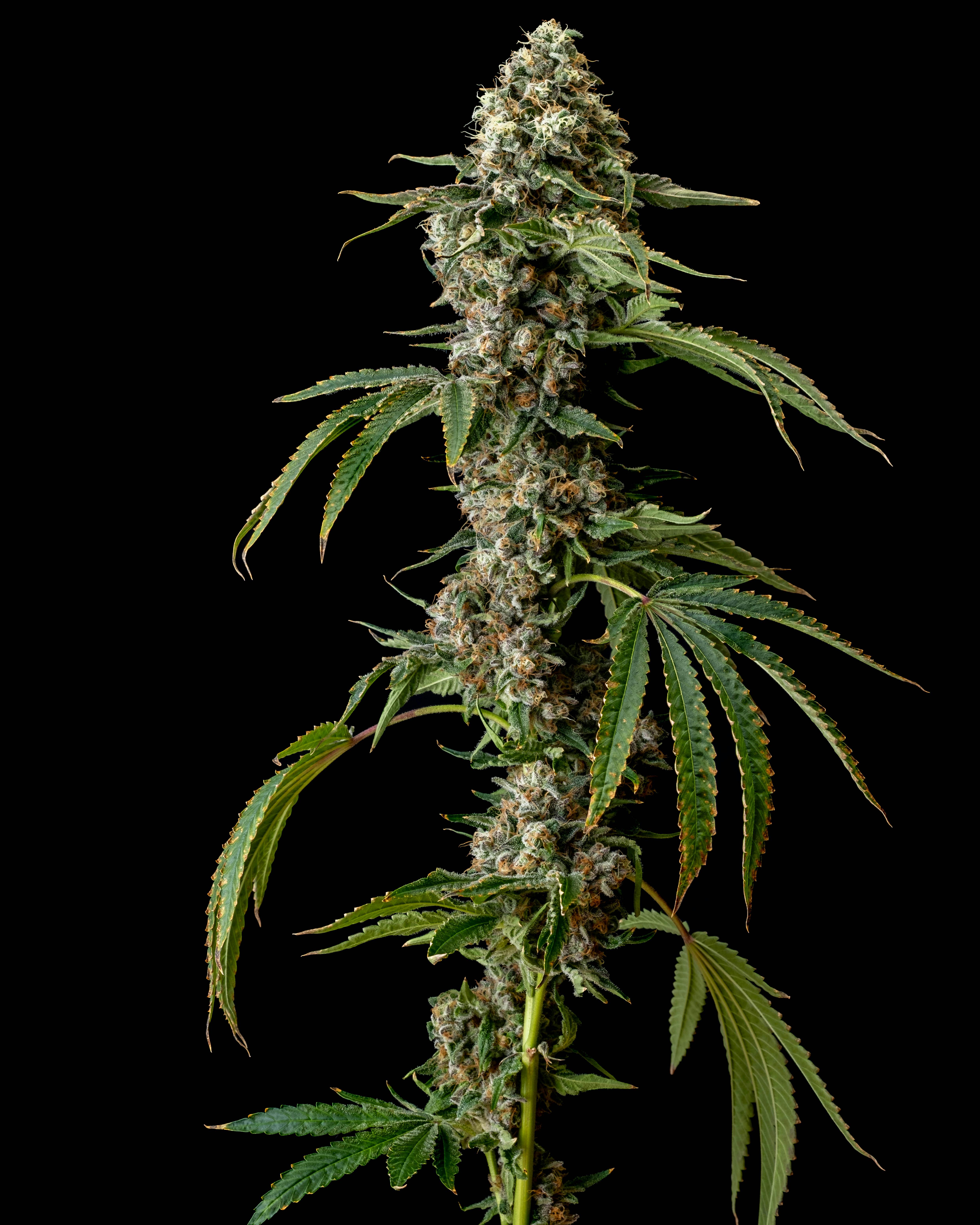 Recreational Habits - Jackfruit - 1