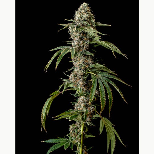 Recreational Habits - Jackfruit - 1