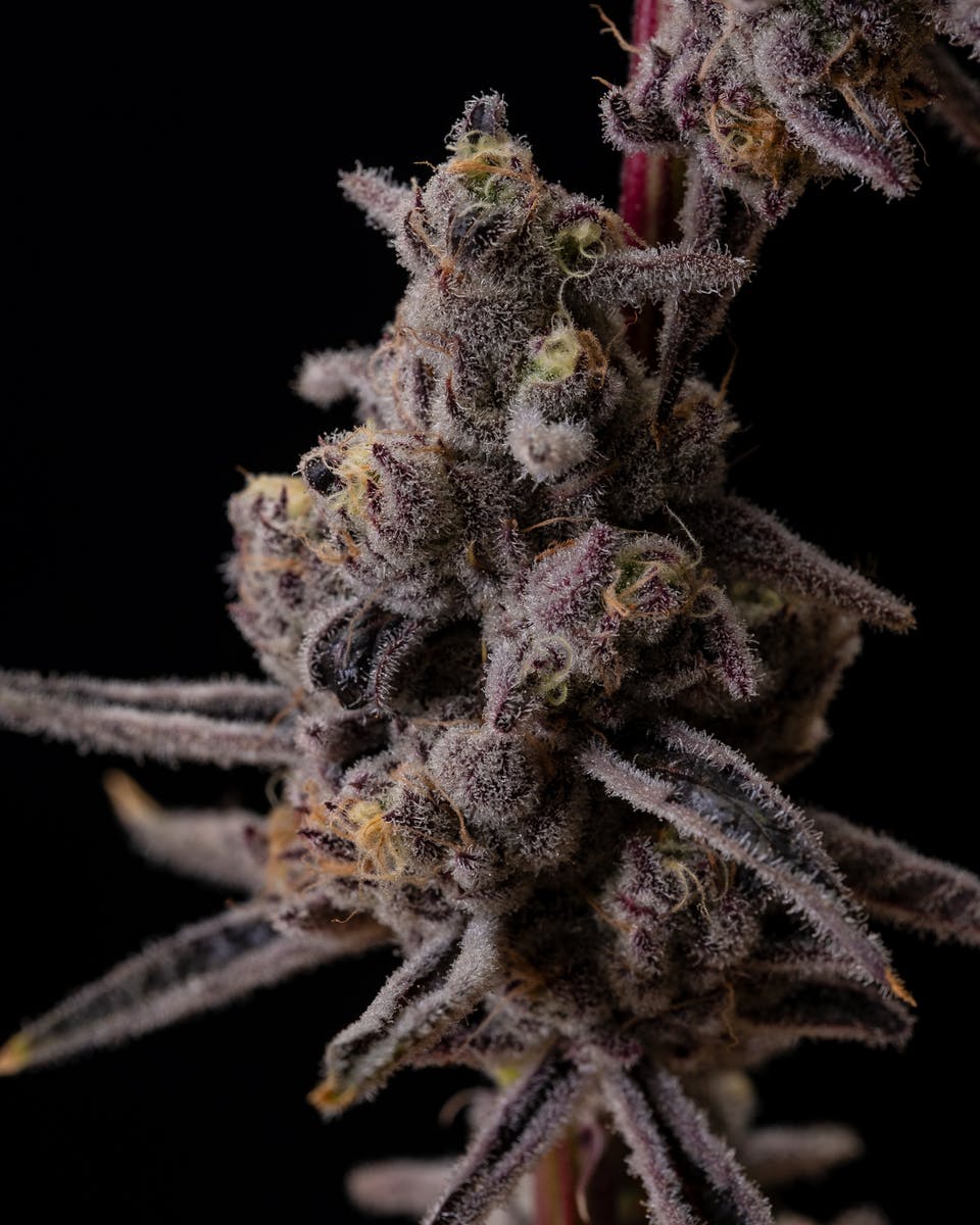 Recreational Habits - Platinum Lemon Cherry Gelato - 1