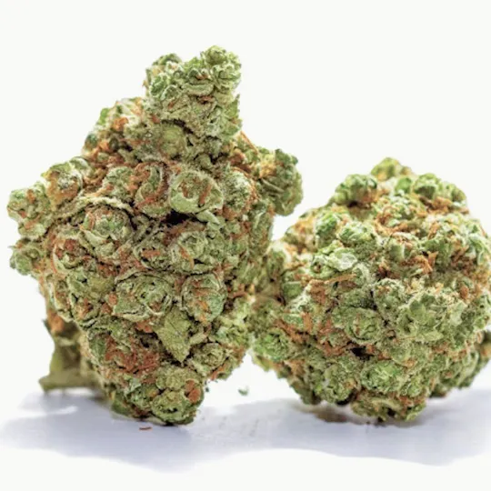 Mojo - Mojo | Black Maple | Big Buds | 14g - 1