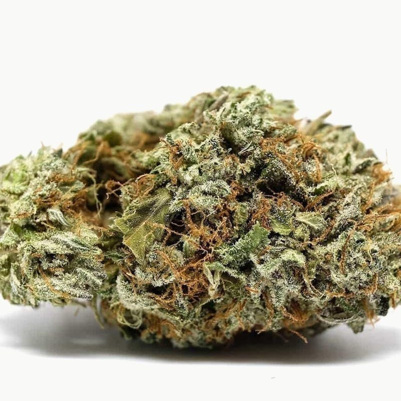 Mojo - Mojo | Shark Bite | Big Buds | 14g - 1