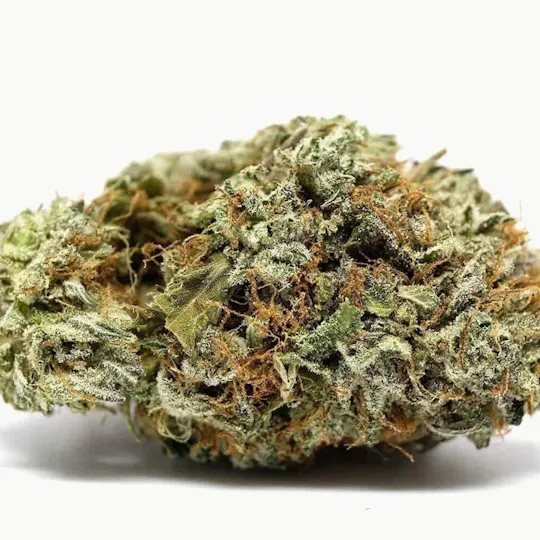 Mojo - Mojo | Shark Bite | Big Buds | 14g - 1