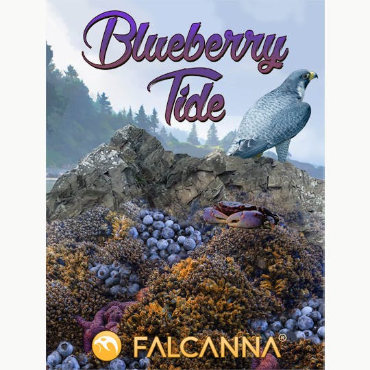 Falcanna - Blueberry Tide Shake 28g - 1