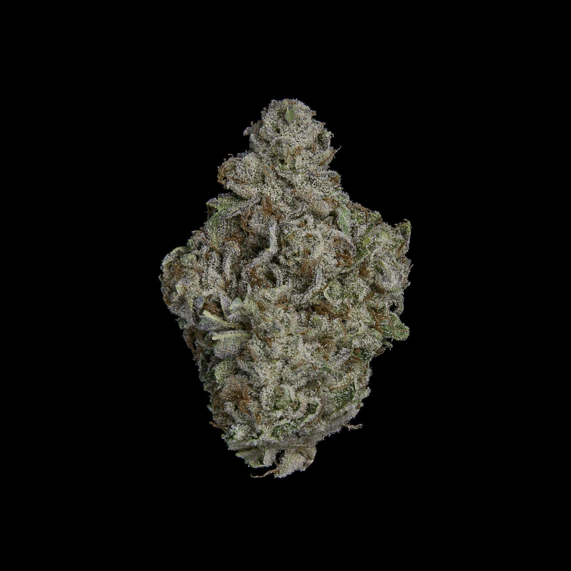 Falcanna - Oceanic Orange - 1