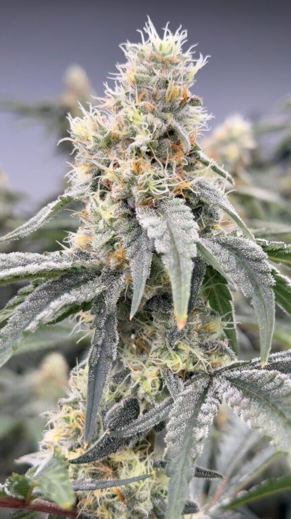 Stoned Cold Cannabis - Stoned Cold Cannabis | Dulce De Fresa | Flower | 1g - 1