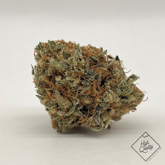 Focus North - Off World #11 – 14g - 1