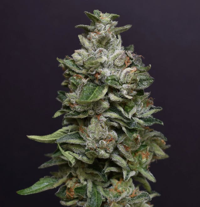 Desert Peaks Farms - DPF | Bacio Gelato | Flower | 1G - 1