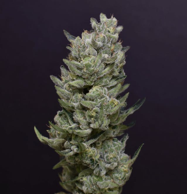 Desert Peaks Farms - DPF | Cheetah Piss | Flower | 14G - 1