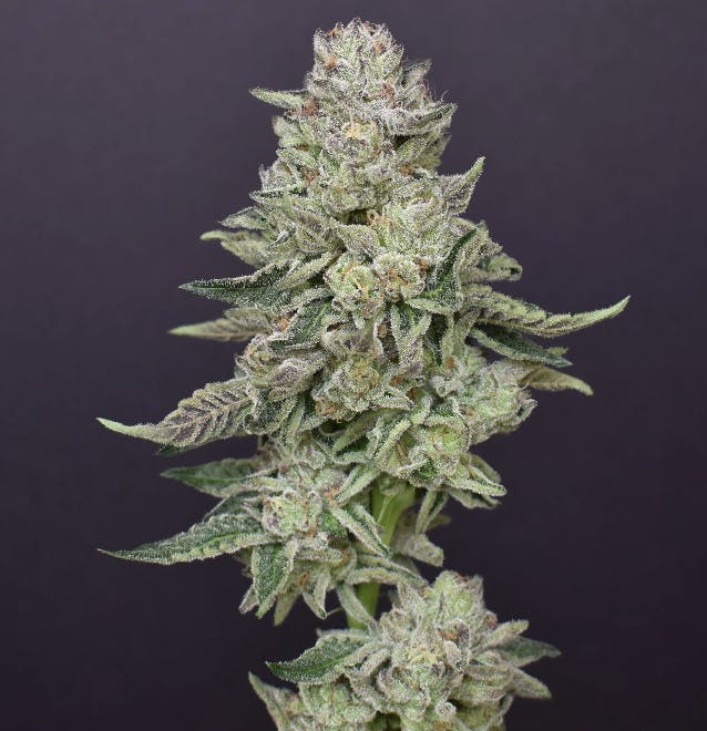 Desert Peaks Farms - DPF | Lemon Cherry Gelato | Flower | 7G - 1