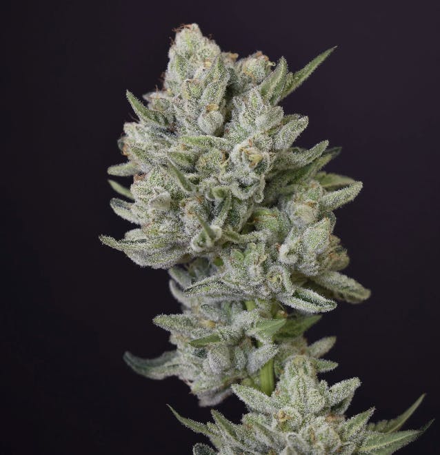 Desert Peaks Farms - DPF | Kush Mints | Pre Roll | 1G - 1